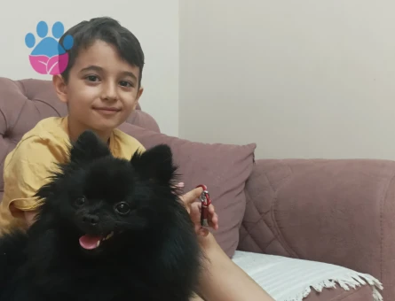 Pomeranian Boo 1 Yaşında Eş Arıyor