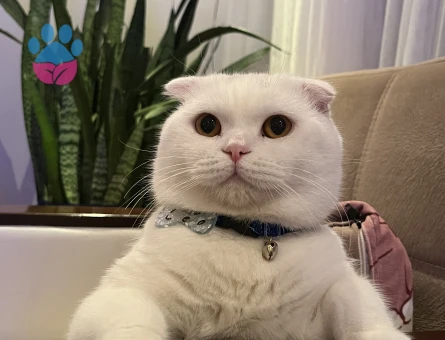 Scottish Fold Kedim Eş Arıyor