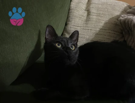 KIZIMIZA ACİL EŞ ARIYORUZ