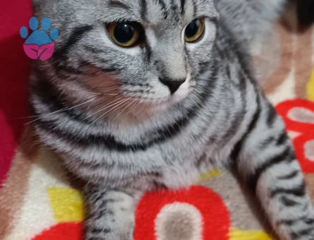 Kedimize eş arıyoruz