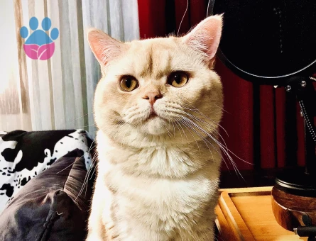 Oğlumuz Paşa'mıza Gelin Adayı arıyoruz