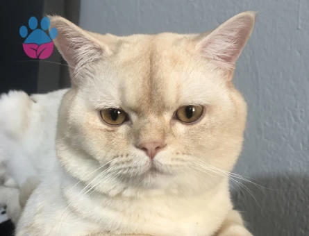 Oğlumuz Paşa'mıza Gelin Adayı arıyoruz