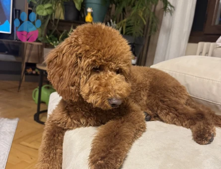 Yakışıklı oğluma eş arıyoruz