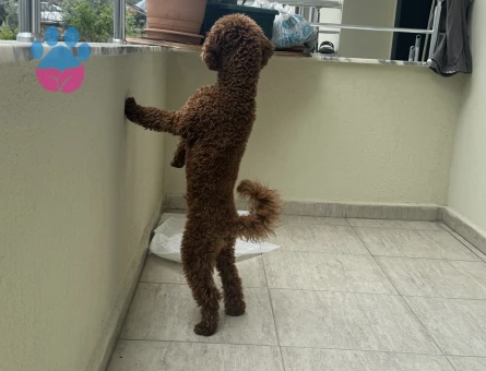 Yakışıklı oğluma eş arıyoruz