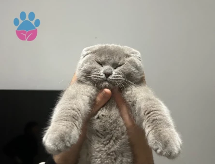 Scottis fold oğluma eş arıyorum