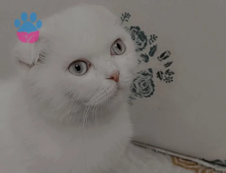 Kedimize erkek adayı arıyoruz