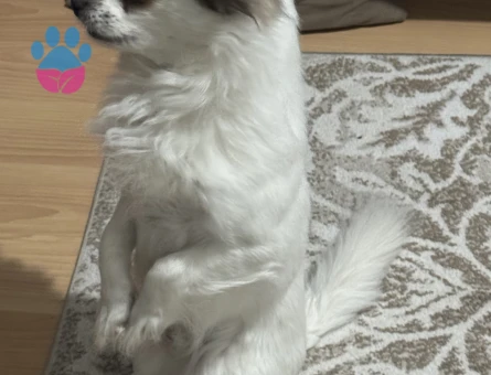 DİŞİ EŞ ARIYORUM