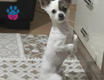 DİŞİ EŞ ARIYORUM