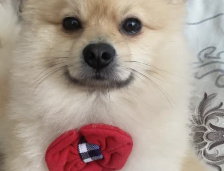 Köpeğime eş arıyorum - 118977010