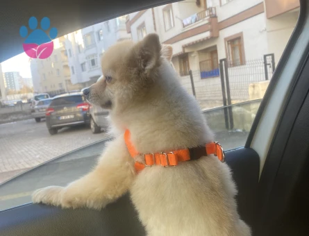 Köpeğime eş arıyorum