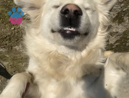 1 Yaşındaki Köpeğime Golden Eş Arıyorum
