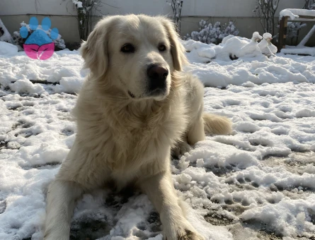 1 Yaşındaki Köpeğime Golden Eş Arıyorum