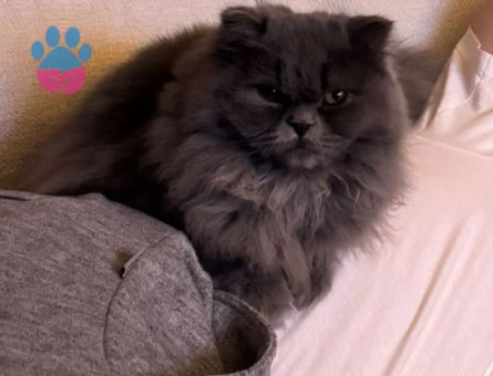 British Longhair Kizima erkek kedi ariyorum