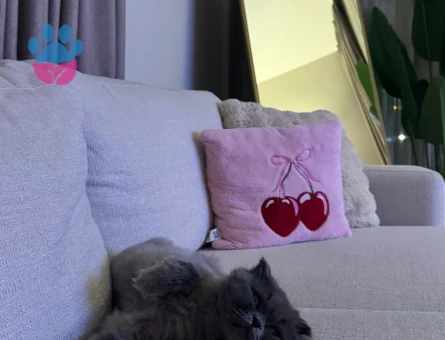 British Longhair Kizima erkek kedi ariyorum