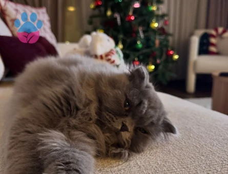 British Longhair Kizima erkek kedi ariyorum