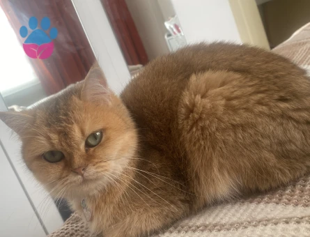 1 Yaşında British Shorthair Kedim Eş Arıyor