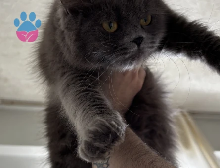British Longhair Dişi 2 Yaşında Eş Arıyor