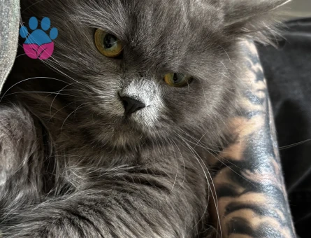 British Longhair Dişi 2 Yaşında Eş Arıyor
