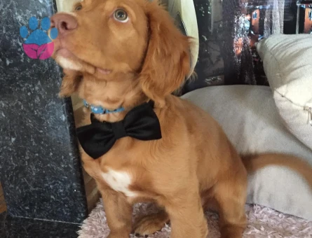 American Cocker 6 Yaşında Eş Arıyor