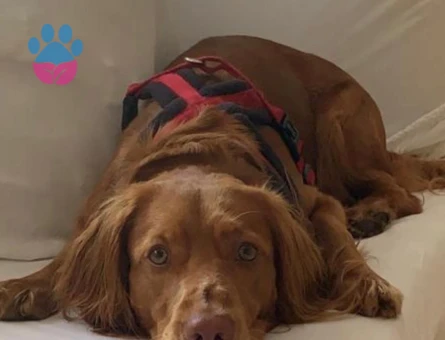 American Cocker 6 Yaşında Eş Arıyor