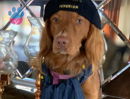 American Cocker 6 Yaşında Eş Arıyor