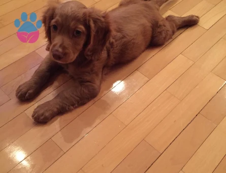 American Cocker 6 Yaşında Eş Arıyor