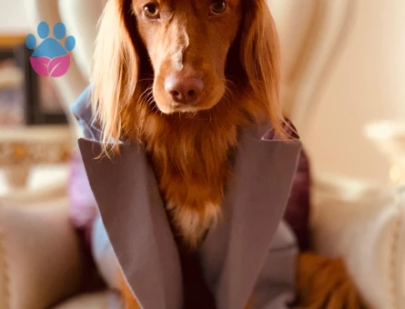 American Cocker 6 Yaşında Eş Arıyor