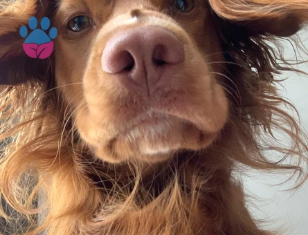 American Cocker 6 Yaşında Eş Arıyor