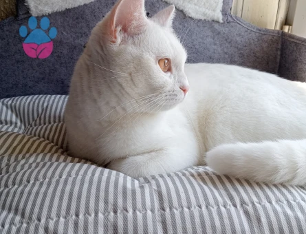 En iyi dostum için acil olarak eş arıyoruz 🐾