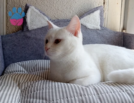 En iyi dostum için acil olarak eş arıyoruz 🐾