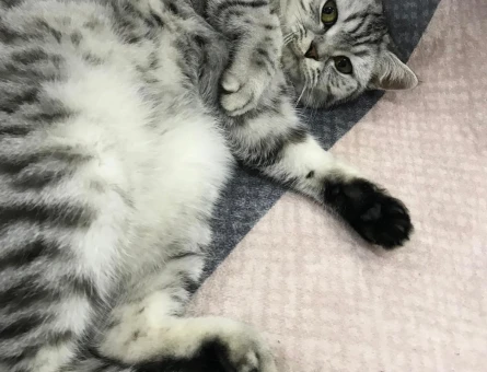 American Shorthair 11 Aylık Eş Arıyor - 118969518