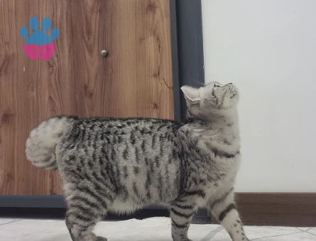 American Shorthair 11 Aylık Eş Arıyor