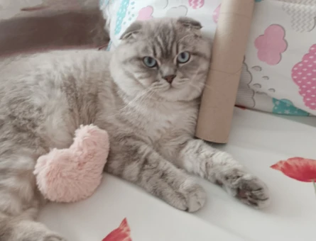Scottish Fold Kedim Eş Arıyor - 118969521