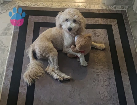 Maltipoo Hera Eş Arıyor