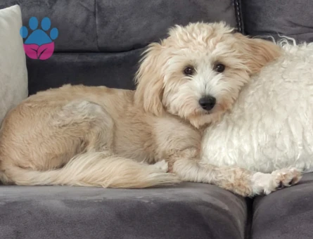 Maltipoo Hera Eş Arıyor