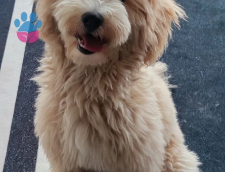 Maltipoo Hera Eş Arıyor