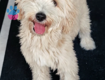 Maltipoo Hera Eş Arıyor