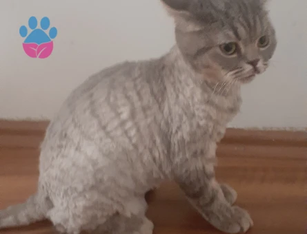 Gölge'mize damat arıyoruz