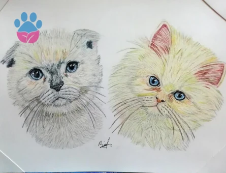 🐱 Pamuk – İran Kedisi (dişi) eş arıyor