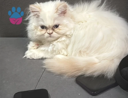 🐱 Pamuk – İran Kedisi (dişi) eş arıyor
