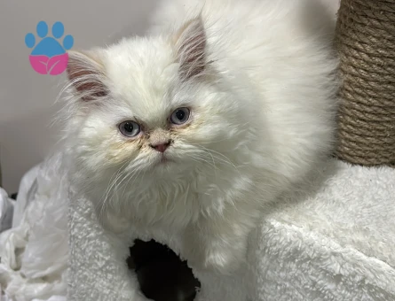 🐱 Pamuk – İran Kedisi (dişi) eş arıyor