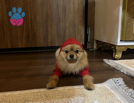 Oğluma prenses eş arıyoruz