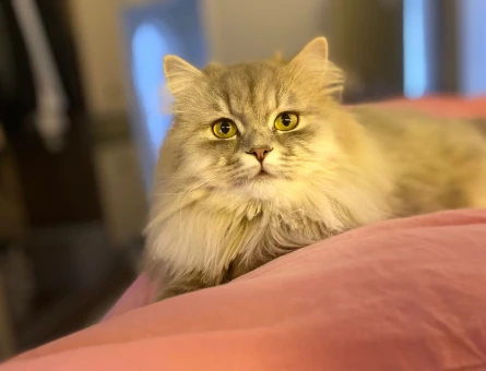 British longhair - 118977679