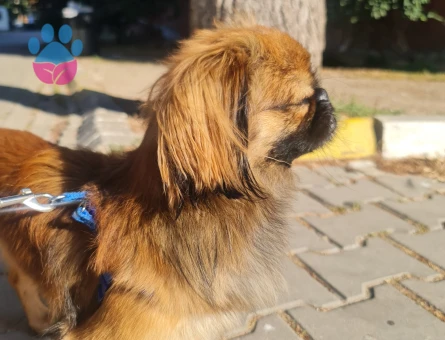 Pekinez oğluma dişi arıyoruz