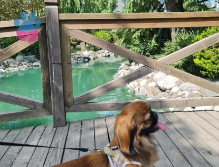 Pekinez oğluma dişi arıyoruz