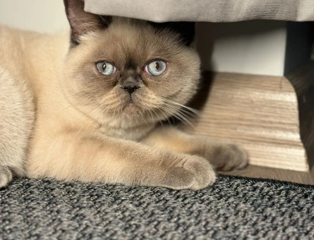 Scottish blue erkek kedi arıyoruz - 118977682