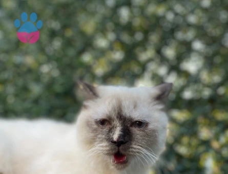British Shorthair 1 Yaşında Eş Arıyoruz