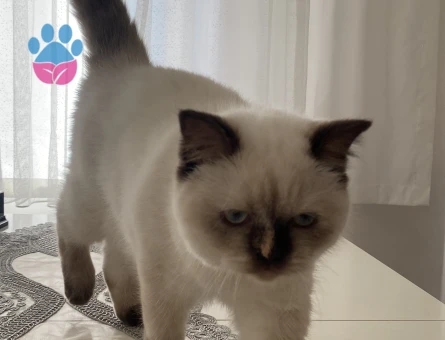 British Shorthair 1 Yaşında Eş Arıyoruz - 118984089
