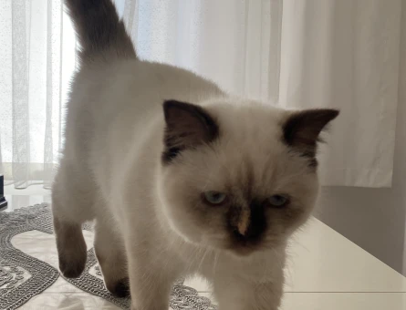 British Shorthair 1 Yaşında Eş Arıyoruz - 118984089