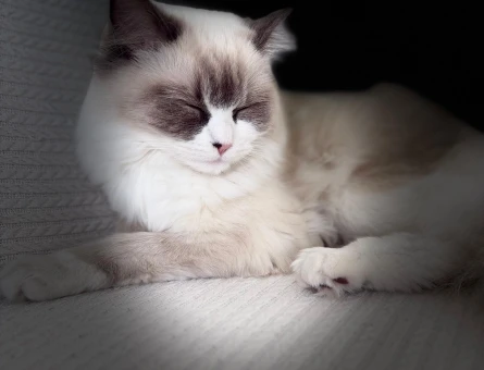 Erkek Ragdoll Aranıyor - 118984090